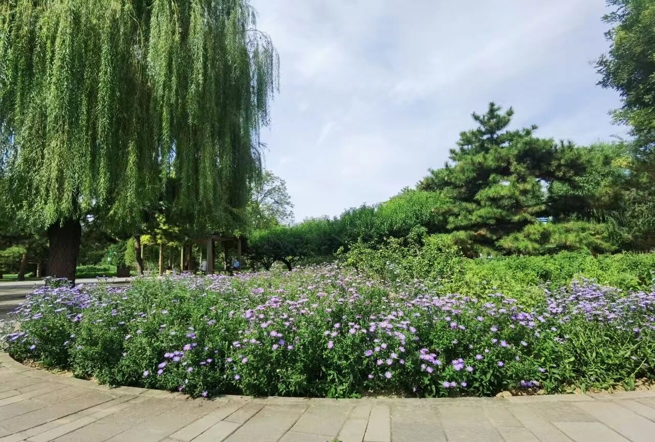 天坛云科普 秋季公园里的紫色精灵——紫菀的生态与观赏之旅